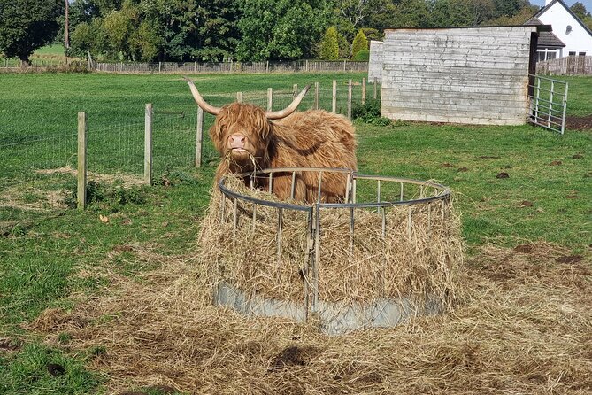 Lochness and Inverness day Tour - Robertson’s Farm Shop Beauly: hairy coos in real life