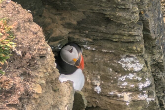 Orkney Echoes Private Half Day Tour - Key things to know before you go