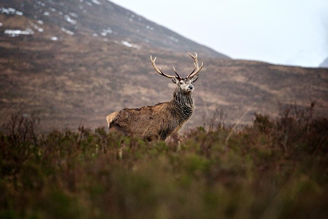 Private Glencoe Driving Tour from Edinburgh - Why Glencoe Makes Sense as a Private Day Trip From Edinburgh