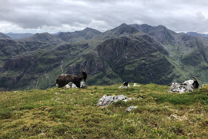 Private Guided Mountain Walking Experience in the Cairngorms - Wildlife spotting and photo breaks that do not feel forced