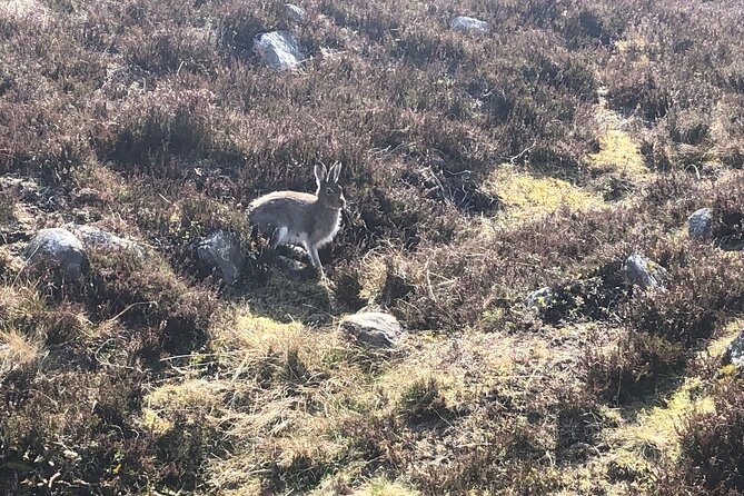 Private Guided Mountain Walking Experience in the Cairngorms - What to bring for outdoors in the Cairngorms