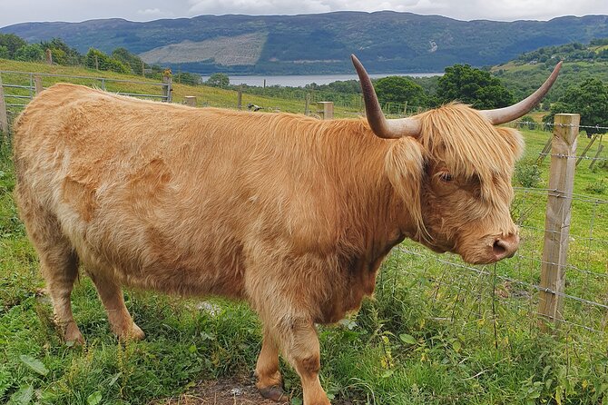 Private Loch Ness & Highland Adventure Guided Tour - Urquhart Castle Ruins by Loch Ness: Views Plus Real-World Time Travel
