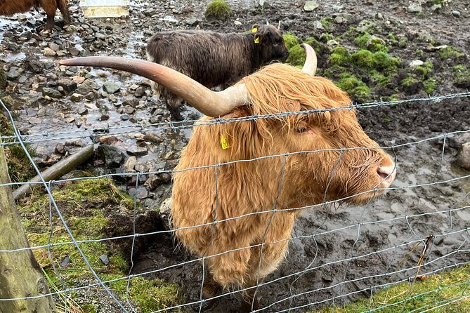 Private Scottish Highlands and Loch Ness Tour from Edinburgh - Kilmahog Comfort Stop and the Hairy Coos Moment