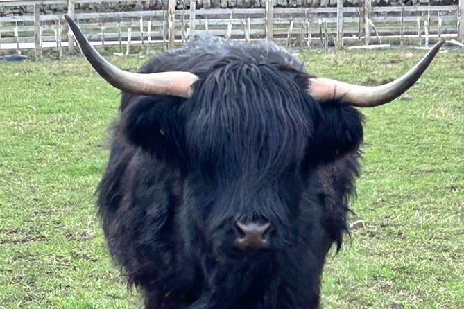 Private Tour Loch Lomond Stirling and the Kelpies from Glasgow - Pollok Country Park: 15 minutes with the hairy coos