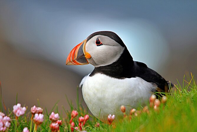Puffin Boat Trip & Tantallon Castle Day Trip from Edinburgh - Key highlights worth planning for
