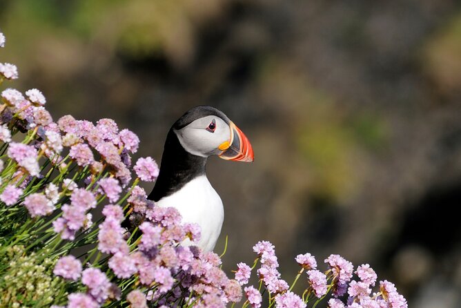 Puffin Boat Trip & Tantallon Castle Day Trip from Edinburgh - Tantallon Castle: a guided hour of cliffs, defenses, and big views