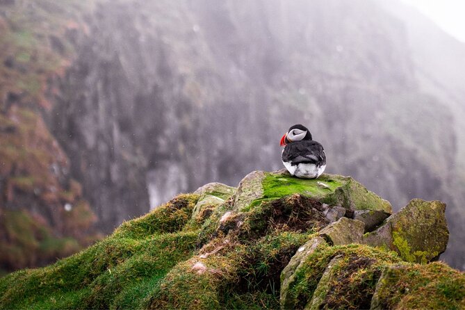 Puffin Boat Trip & Tantallon Castle Day Trip from Edinburgh - Scottish Seabird Centre boat ride: puffins, wind, and how to actually spot them