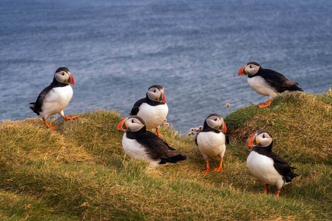 Puffin Boat Trip & Tantallon Castle Day Trip from Edinburgh - Who this Puffin and Castle day trip is best for
