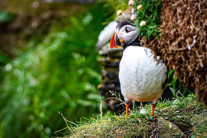 Puffin Tour - Key points before you go