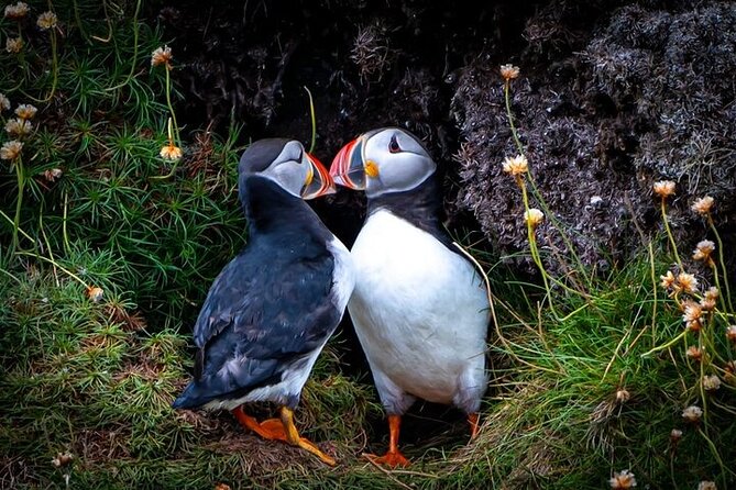 Puffin Tour - Meeting at Thurso Harbour: how the tour gets you started right