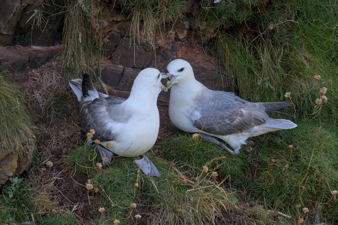 Puffin Tour - Wildlife spotting beyond puffins: what to watch for (and what might be luck)