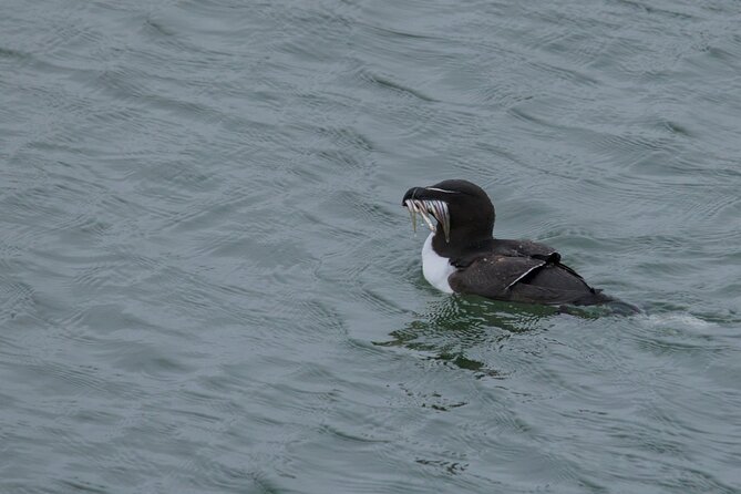 Puffin Tour - Weather reality: how wind and safety affect your evening