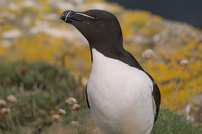 Puffin Tour - Price and value: is $69.35 worth it?