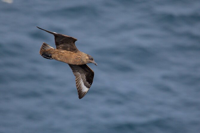Puffin Tour - Who should book this Puffin Tour, and who might pass