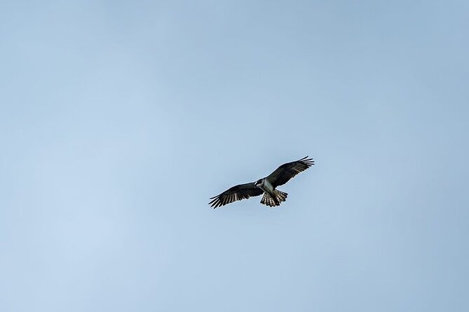 Puffin Tour - The 3-hour rhythm: what happens on the Duncansby Head walk