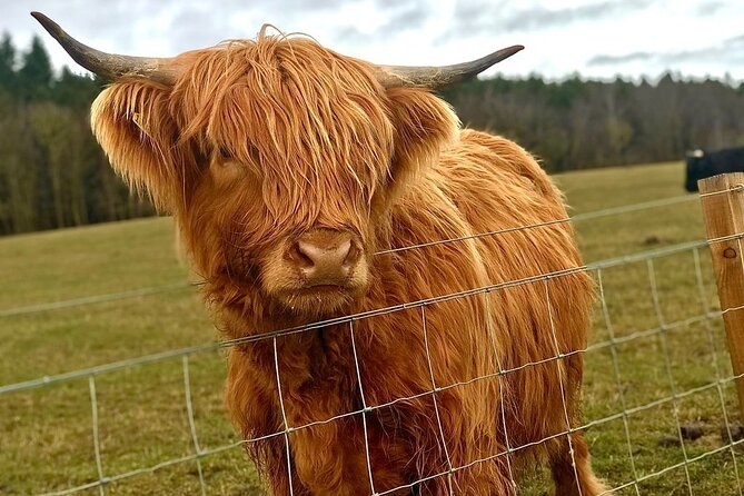 Scone Palace, Nature, Pitlochry, Whisky Experience from Edinburgh - Stirling monuments and the Kelpies: royal towers plus modern folklore