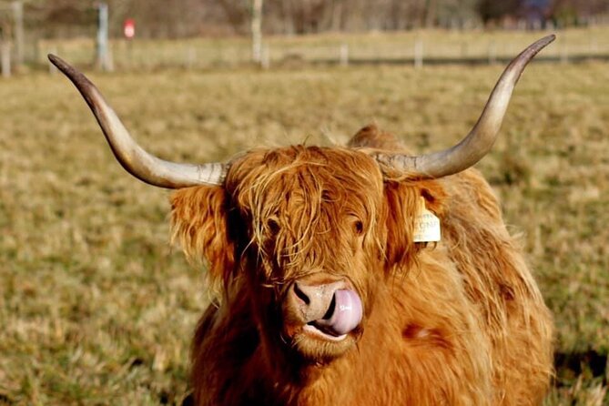 Scotland Lochs & Glens Day Tour - Timing and pacing: how a 7 to 8 hour day stays enjoyable
