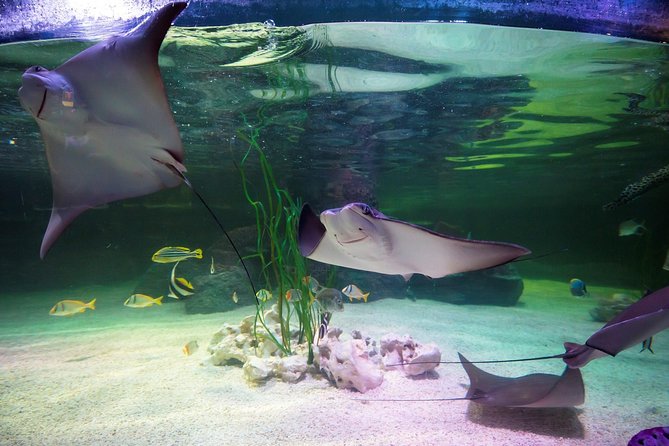 SEA LIFE Loch Lomond General Admission Ticket - Lionfish and scorpion fish: starting the reef story in Predators of the Reef