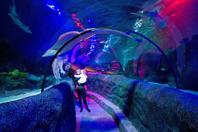 SEA LIFE Loch Lomond General Admission Ticket - Ocean Tank shark feeding at 13:30, and how to enjoy it either way