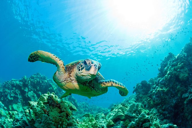 SEA LIFE Loch Lomond General Admission Ticket - Marine life you will actually remember: sharks, stingrays, clown fish, and seahorses