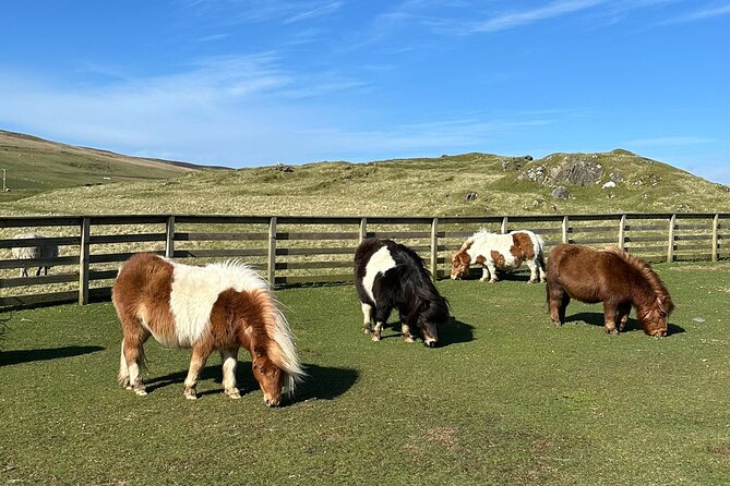Shetland Pony Express - Key things to know before you board