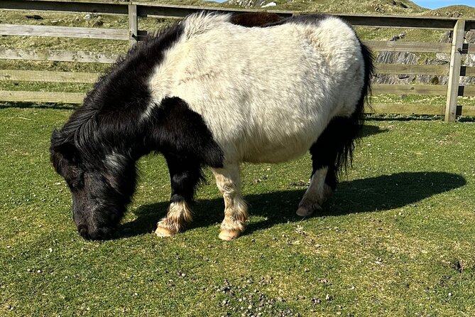 Shetland Pony Express - Why this 1 to 2 hour Pony Express fits tight schedules