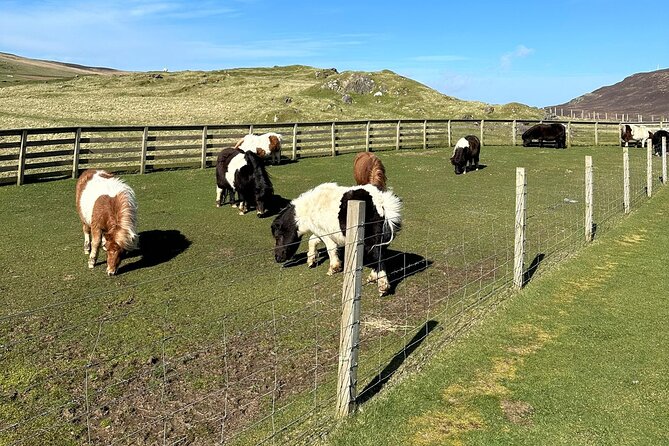 Shetland Pony Express - Scalloway optional stop: museum area, memorials, and castle exterior views