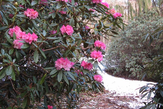 Skip-the-Line: Botanic Garden Entry Ticket - Booking and Arrival Tips That Prevent Headaches