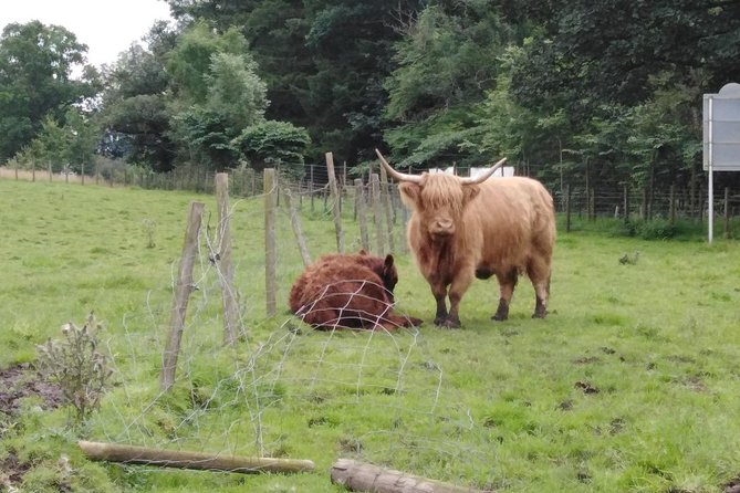 Stirling Castle, Hairy Coo's & The Trossachs - How a private chauffeur makes Stirling and the Trossachs feel easy