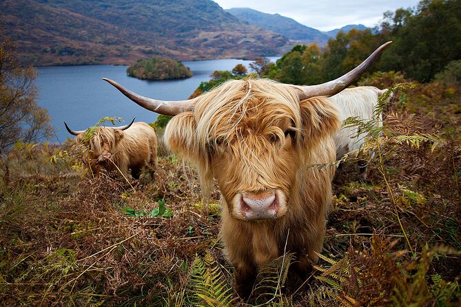 Stirling Castle, Kelpies, Falkirk Wheel, Cows Half Day Tour - What is included, what costs extra, and what that means for value