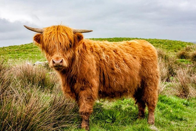 Stirling Castle The Trossachs & Loch Lomond - What your schedule feels like on the ground