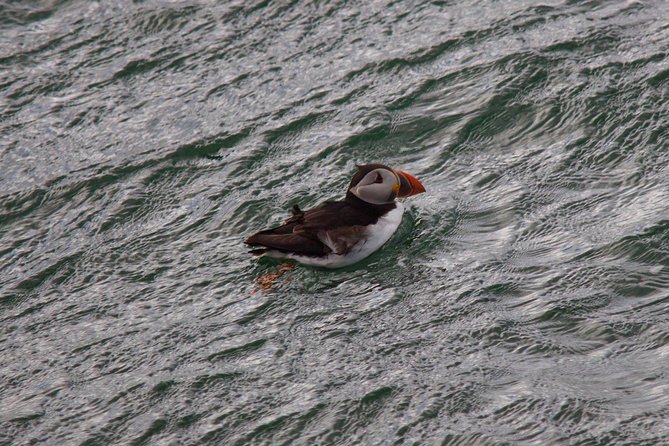 Stunning 90-Minute Firth of Forth Sightseeing Cruise Adventure - Wildlife spotting in the Firth of Forth, seals and more