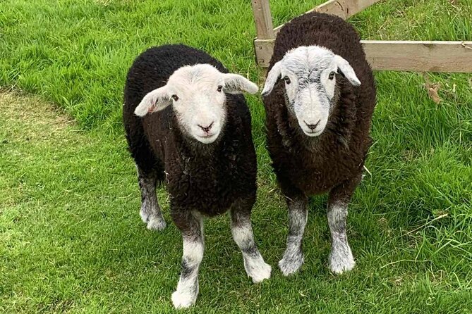 Tea with Naughty Sheep - Price and Value for $102.98 per Person