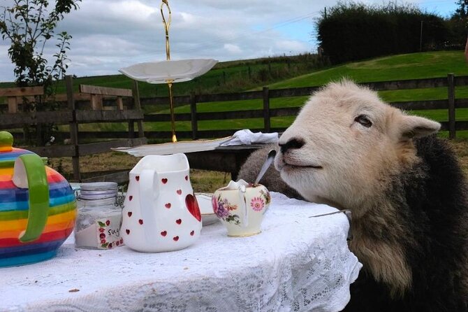 Tea with Naughty Sheep - Loch Lomond and Trossachs Countryside Time, Without the Pressure