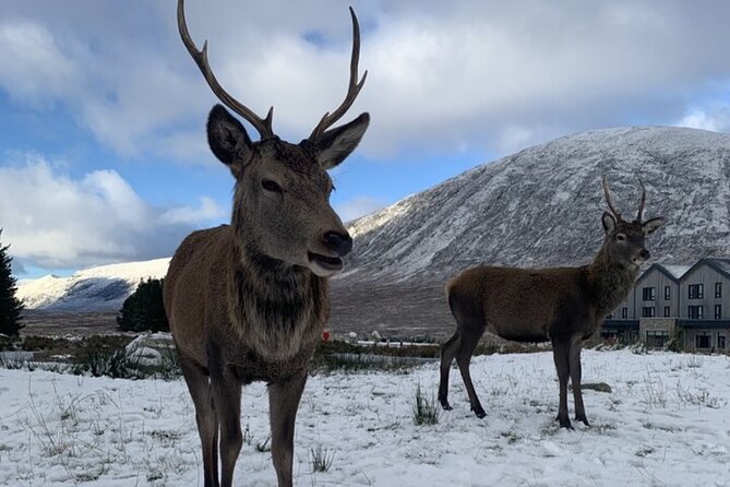 Ultimate Day tour Edinburgh: Glencoe, Highland Cows, Loch Lomond - A Private 9-Hour Highlands Day Starting at 9:30 AM