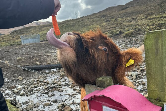 Ultimate Scottish Highlands Private Day Tour from Edinburgh - Kilmahog Highland Cows: The Best Warm-Up Stop Before the Drive