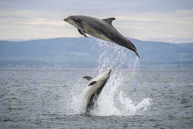 Wildlife Watching Boat Tour - Key things that make this wildlife boat tour in Invergordon worth your time