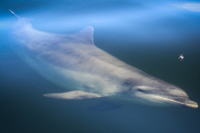 Wildlife Watching Boat Tour - Past Cromarty through the Sutors: forts on cliffs and seabird timing