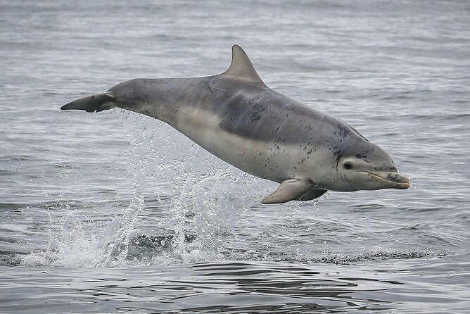 Wildlife Watching Boat Tour - Weather, rain, and sea spray reality checks