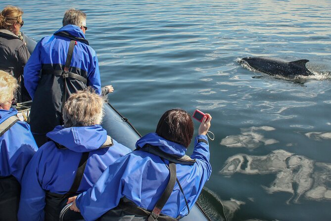 Wildlife Watching Boat Tour - The RIB boarding moment: step down, balance, and non slip shoes