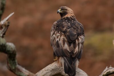 Wildlife Watching Safari by Vehicle & Walks / Photography workshops with a Guide