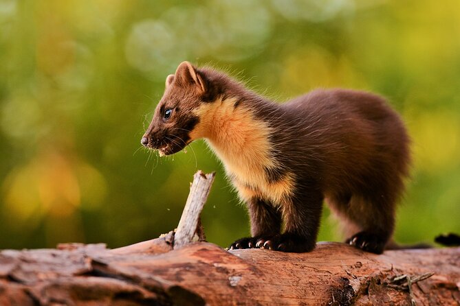 Wildlife Watching Safari by Vehicle & Walks / Photography workshops with a Guide - Stop 2: Praban na Linne (Gaelic Whiskies) and the nice payoff