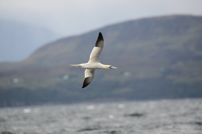 Wildlife Watching Safari by Vehicle & Walks / Photography workshops with a Guide - Stop 3: Plockton, coastal charm and wildlife potential