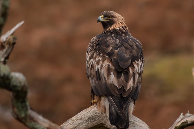 Wildlife Watching Safari by Vehicle & Walks / Photography workshops with a Guide - The viewing kit: binoculars, telescope, and a spotting scope